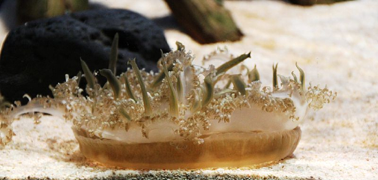  Cassiopeia xamachana (Suction Cup Jellyfish, Upside-Down Jellyfish)